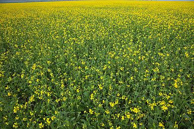 十天众老六希斯加入《碧蓝幻想Versus》游戏出货达50万